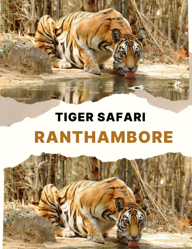 Ranthambore Tiger Safari – Overnight Tour from Agra